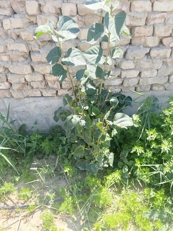 продам деревья сирени 4