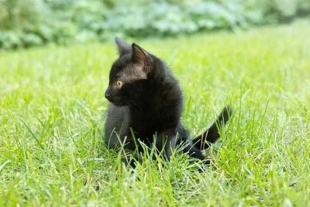 Бесплатно котенок девочка 2 месяца 2