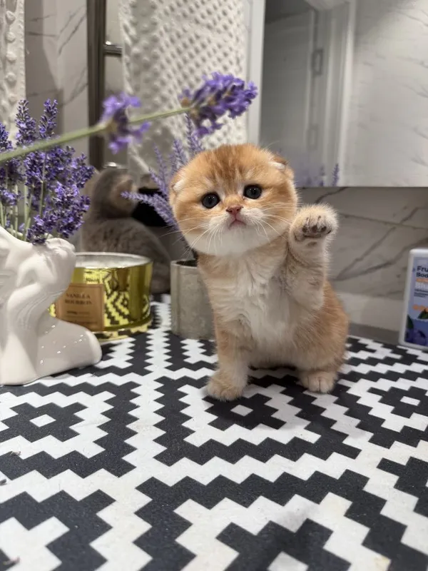 Породистые милые котята — фото 6