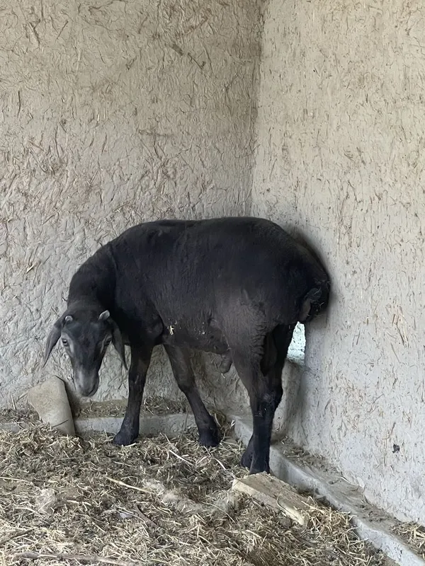 Qo’chqorla sotiladi yoshiga tòlmagan 8 oylik — фото 2