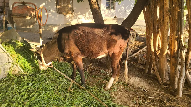 Ğunajin sotiladi 1.5 yosh 4