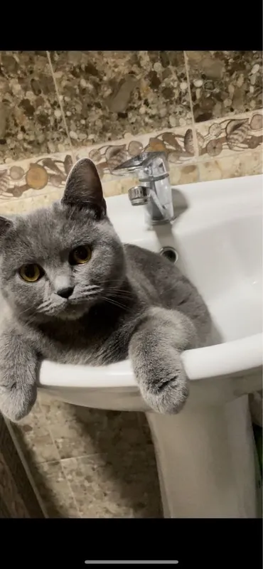 Мушук скоттиш фаргона
