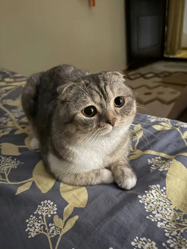 Кот для вязки , серебстая шиншилла скотиш фолд! 2 Кот для вязки , серебстая шиншилла скотиш фолд! 2