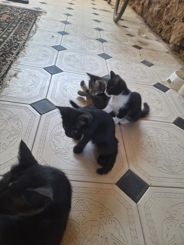 Uy pishiq balalari 4 Uy pishiq balalari 4