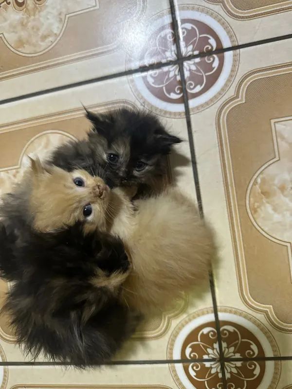 Отдам котят в хорошие руки