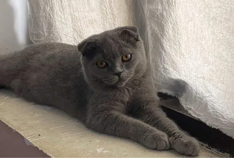 Mushukcha/ кошка — фото 1