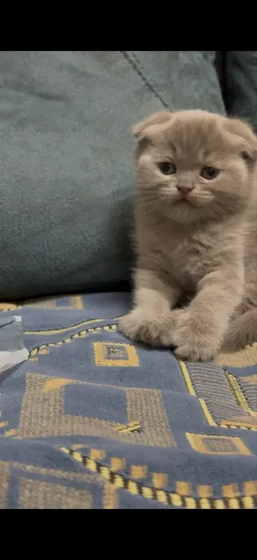 Фолд котенок 1 мес мальчик лиловый 1 Фолд котенок 1 мес мальчик лиловый 1