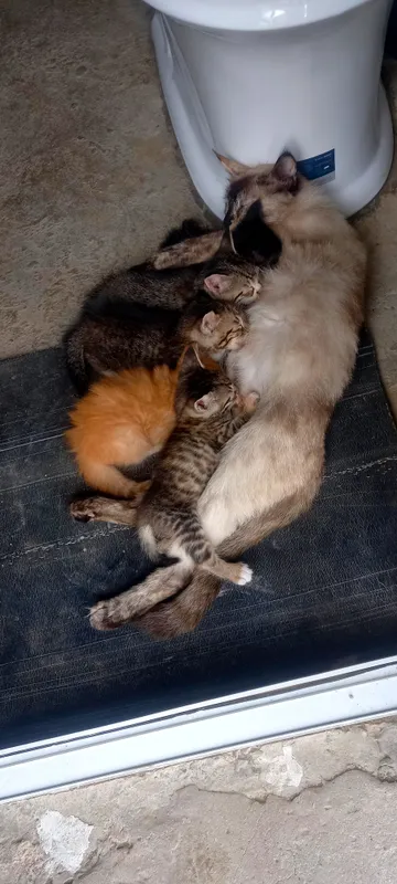 котята, в хорошие руки