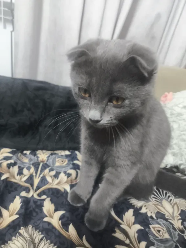 кошка Британская продаётся девочка