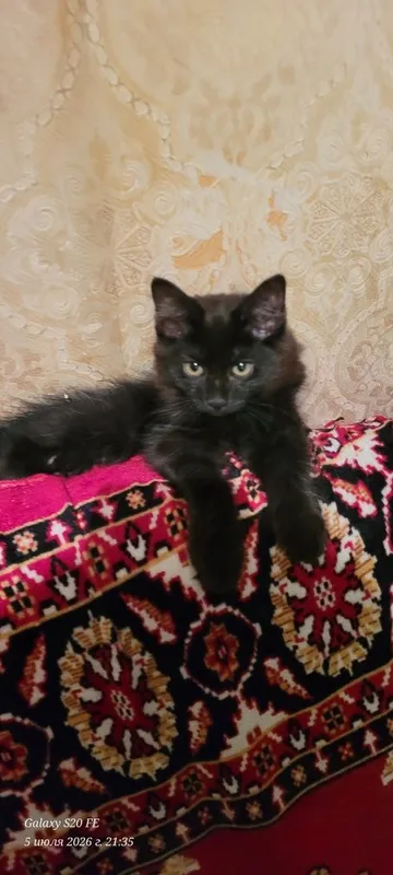 скоттиш хайланд фолд 7