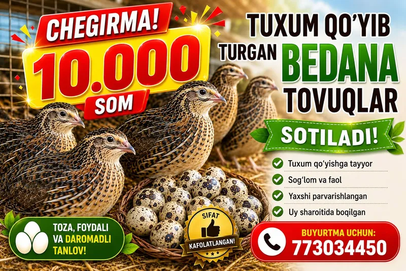 bedana tovuqlari