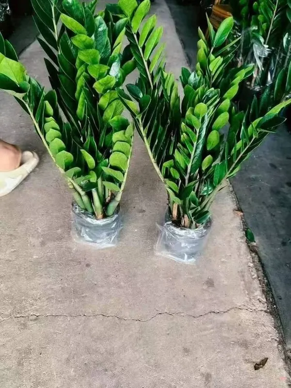 Dekarativni gullar olamiga xush kelibsiz 2 Dekarativni gullar olamiga xush kelibsiz 2