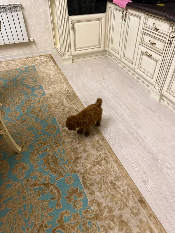 Щенок Пудель — фото 3