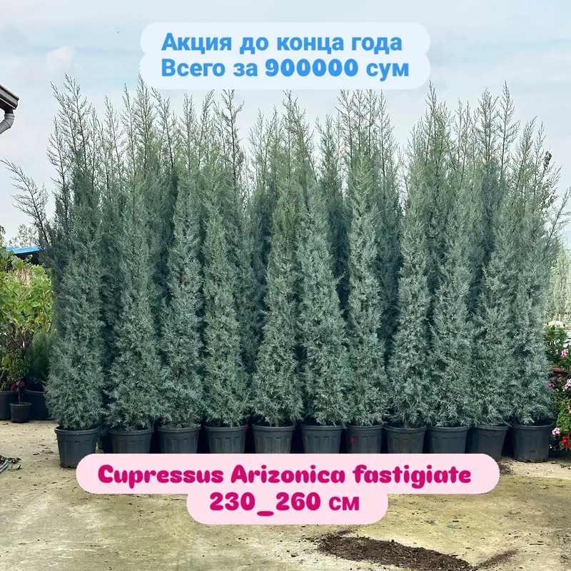 Аризоника кипарис 250-270 см Аризоника кипарис 250-270 см