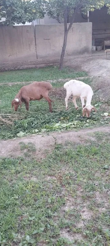 Кучкорчалар сотилади. 2