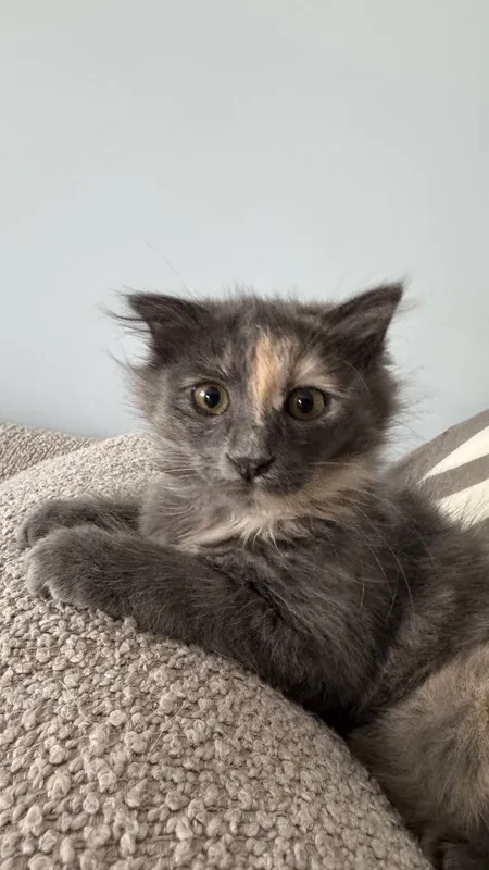 Пристраивается котенок-девочка — фото 2
