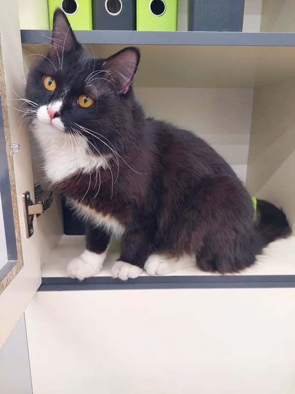 Котенок кастрированный Феликс 4 Котенок кастрированный Феликс 4