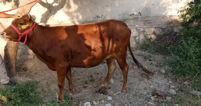 Parodasi eston 1 oylarga tuğadi birinchi qorin ğunojin 26 mln yana kel