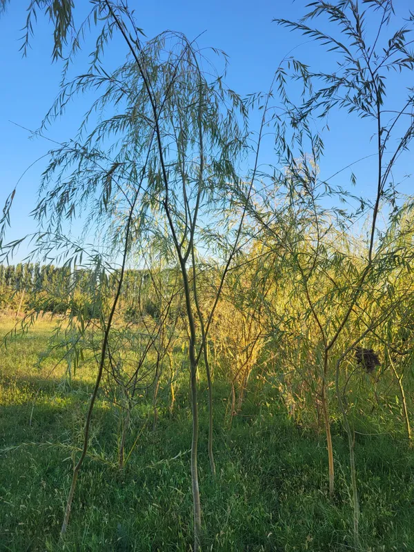 Majnuntol хар хил размерда — фото 1