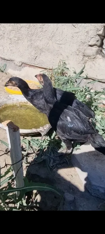 Kulangi 1 par ganoycha