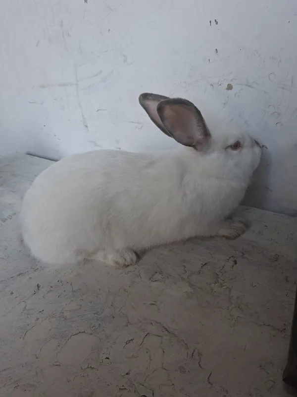 Quyon Kaliforniya 3 Quyon Kaliforniya 3