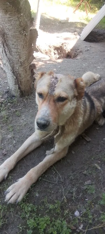 Sotiladi tegin