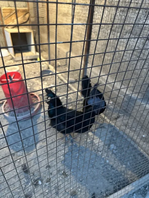 Horoz sotiladi zotli tuhmga zor 3 tasi zotli bittasi hashaki 3 Horoz sotiladi zotli tuhmga zor 3 tasi zotli bittasi hashaki 3