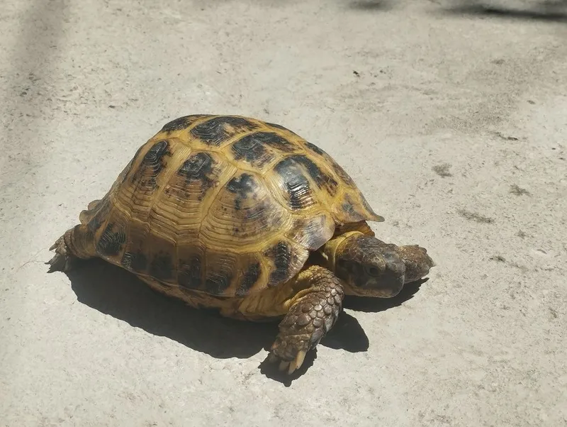 Toshbaqa sotiladi. 1 Toshbaqa sotiladi. 1