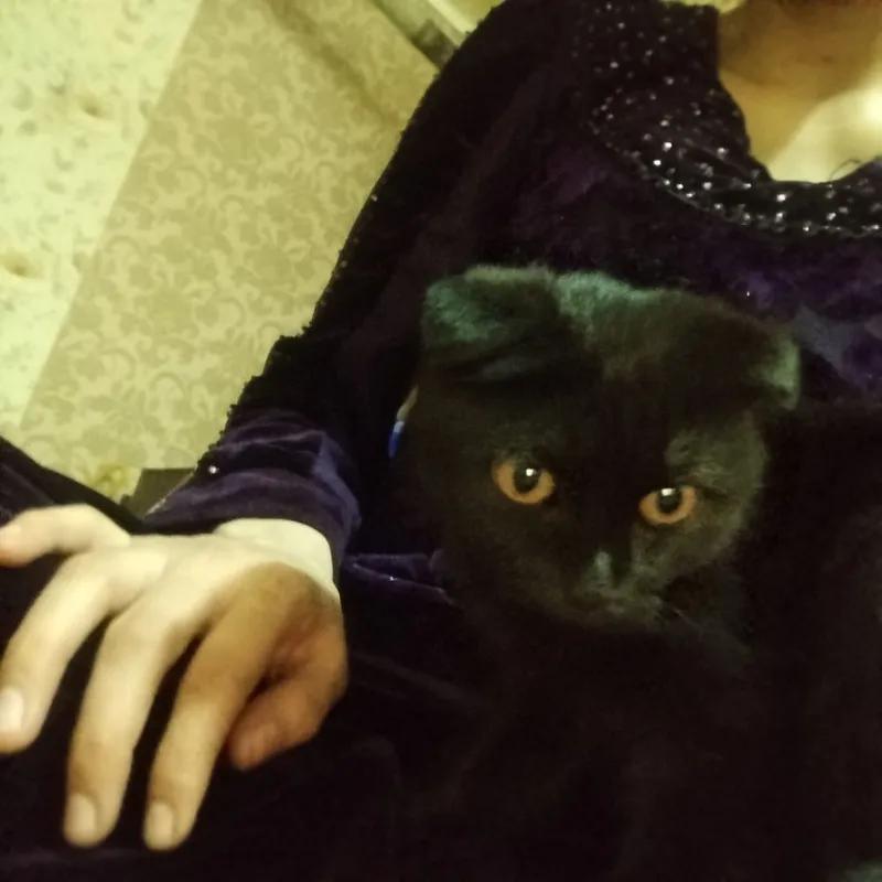 mushuk zotdor sotiladi 3 mushuk zotdor sotiladi 3