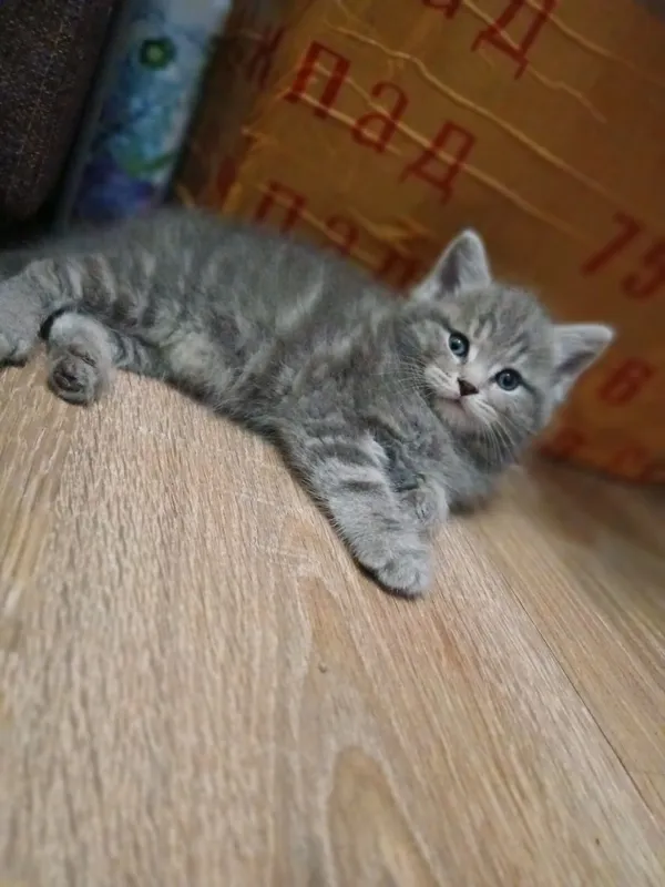 котята 8 котята 8