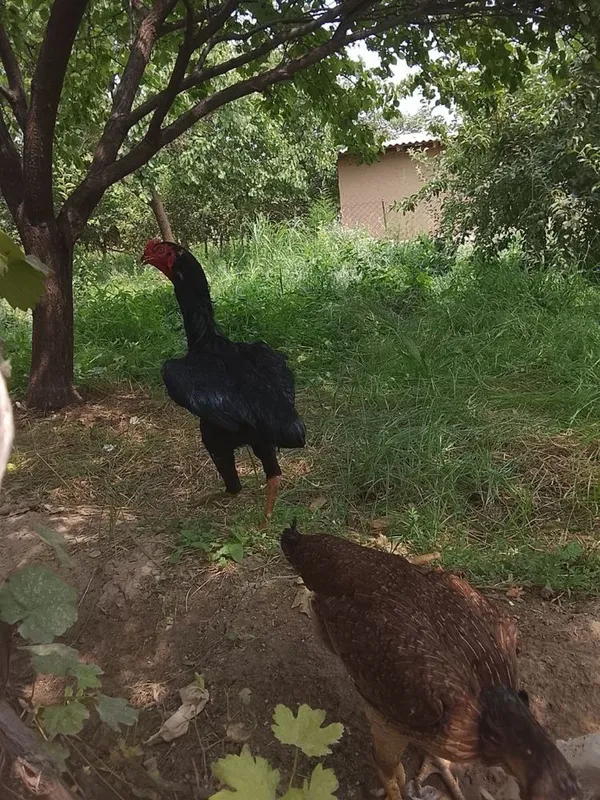Dakan tulak Tovuq bilan birga sotiladi 3 Dakan tulak Tovuq bilan birga sotiladi 3