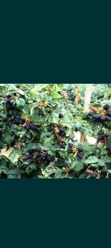Есть саженцы ежевики 8