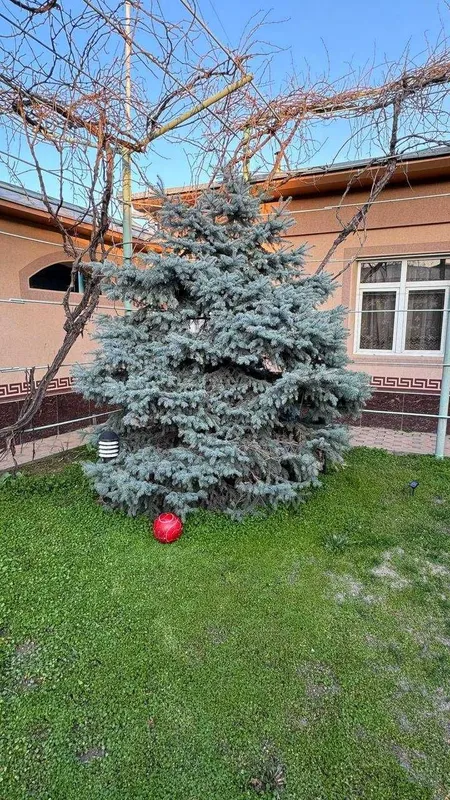 Juda kotta va ko'rkam ko'k archa/ Большая и красивая голубая ель. 1 Juda kotta va ko'rkam ko'k archa/ Большая и красивая голубая ель. 1