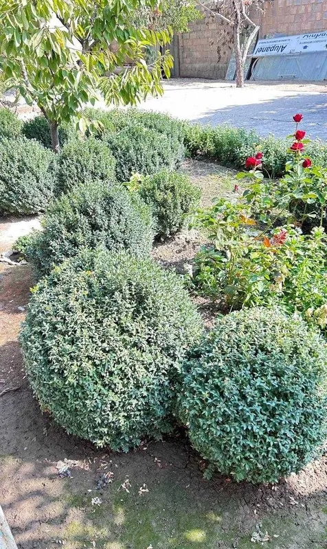 Шамшод-самшит (buxus) 3 Шамшод-самшит (buxus) 3