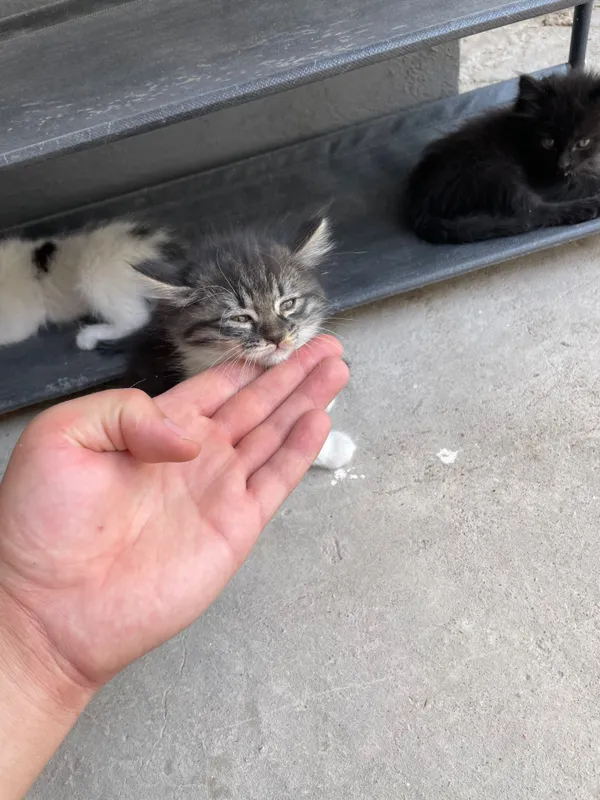 котята полтора-два месяца три мальчика одна девочка — фото 4 котята полтора-два месяца три мальчика одна девочка — фото 4