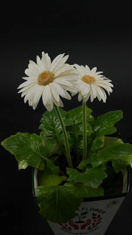 Gerbera — фото 2