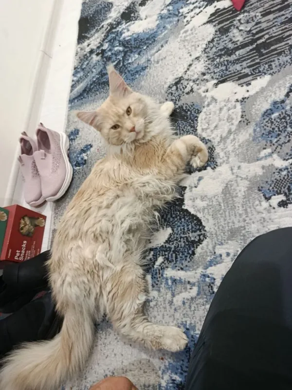 Maine coon mushuk кошка — фото 1