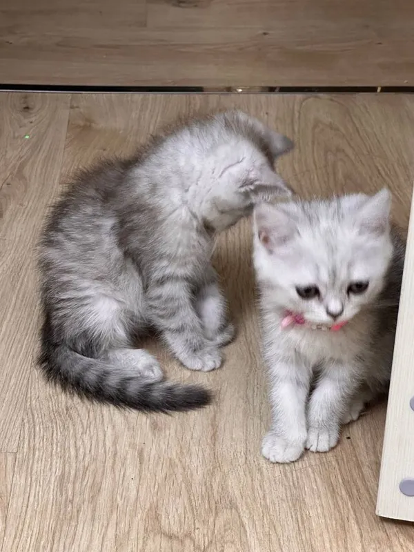 Продается котята породы шиншила 3