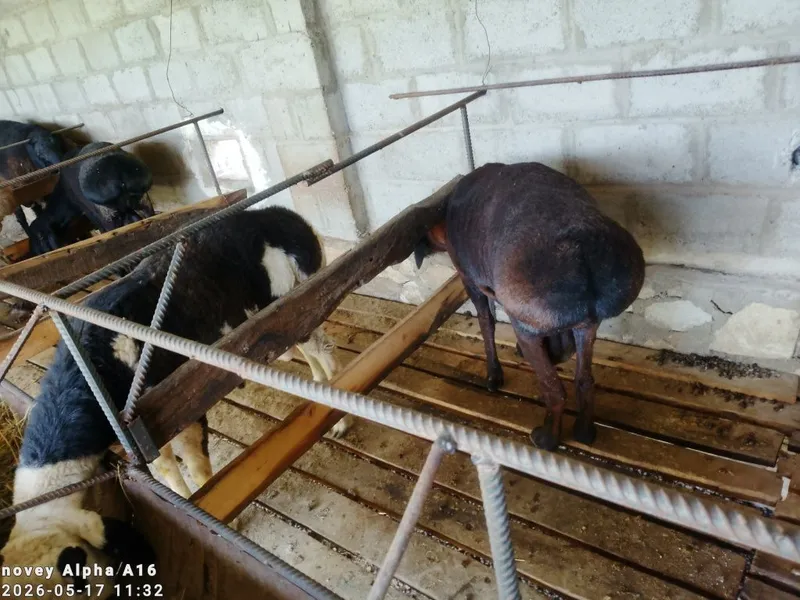 Qoʻchqor sotiladi — фото 1 Qoʻchqor sotiladi — фото 1