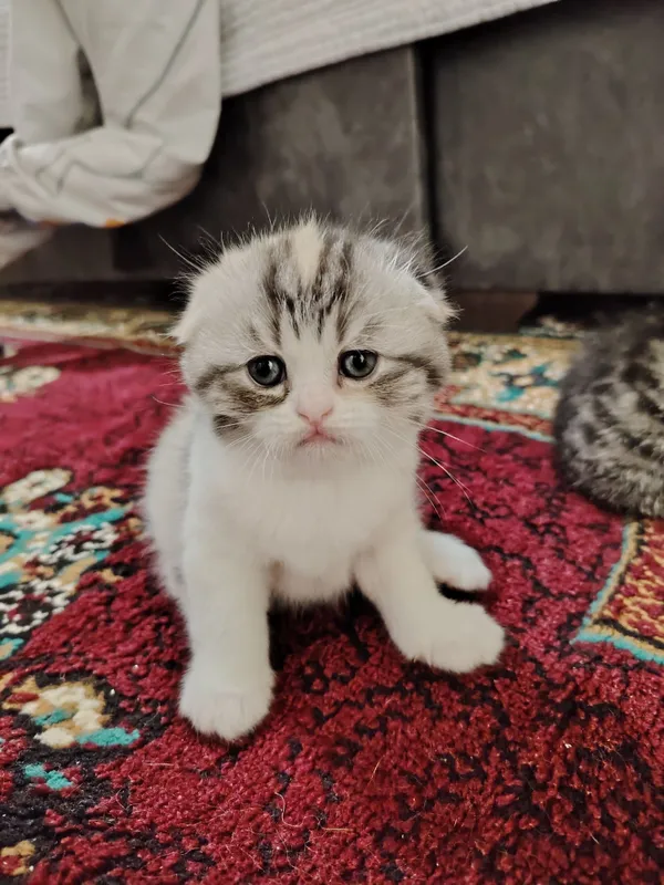 Продаются шотландские скотиш фолд, страйт.