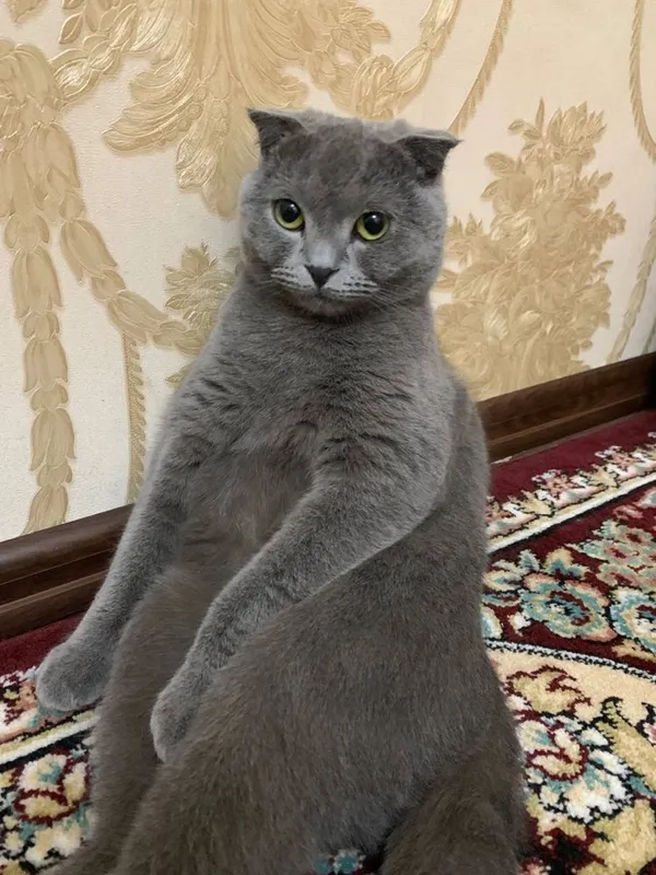 Продаются котята / Мушук болалари сотилади — фото 6