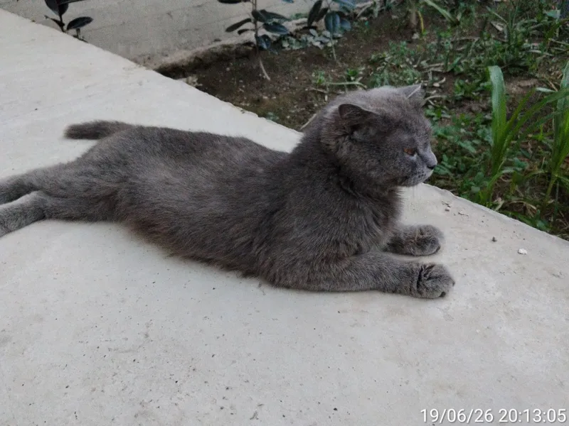 Scottish fold zotli mushuk 1