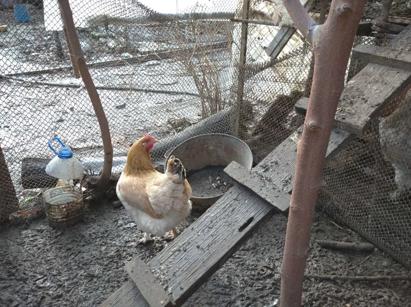 Продаётся петух породы Брама — фото 3