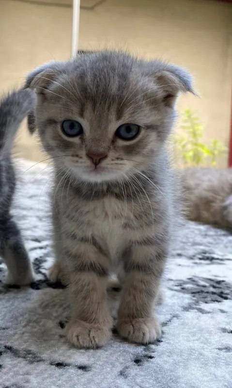 Мушук боласи скотиш фолд 1