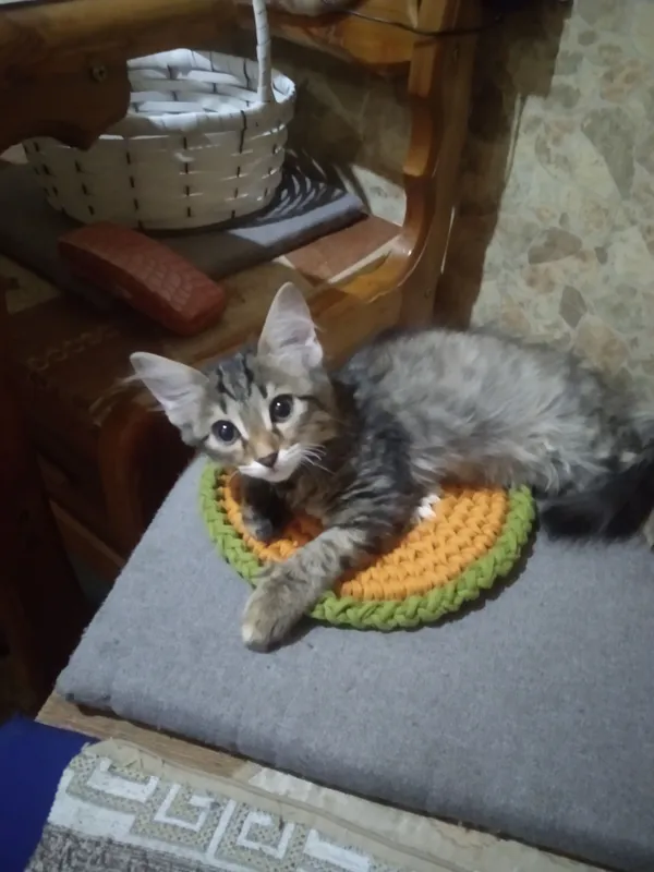котята 6 котята 6