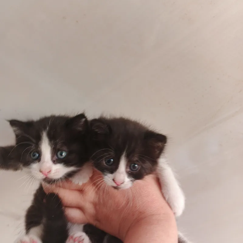 Котята Бесплатно. 1 Котята Бесплатно. 1