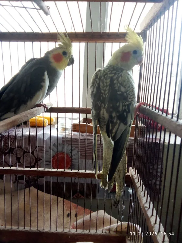 Papugay sotiladi 7 Papugay sotiladi 7