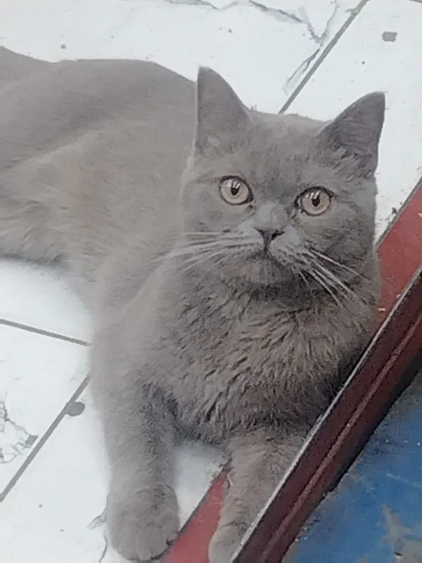 British Shorthair mushugi — фото 1