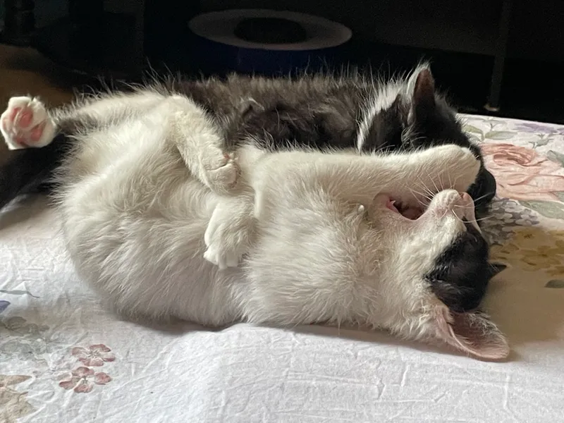 Котята,2 мес., к лотку приучены! Мальчик и девочка