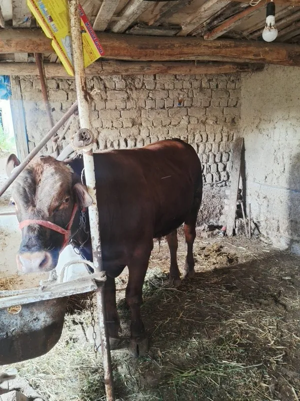 17 oylik angus buqasi 450-500kg tirik vazn — фото 3